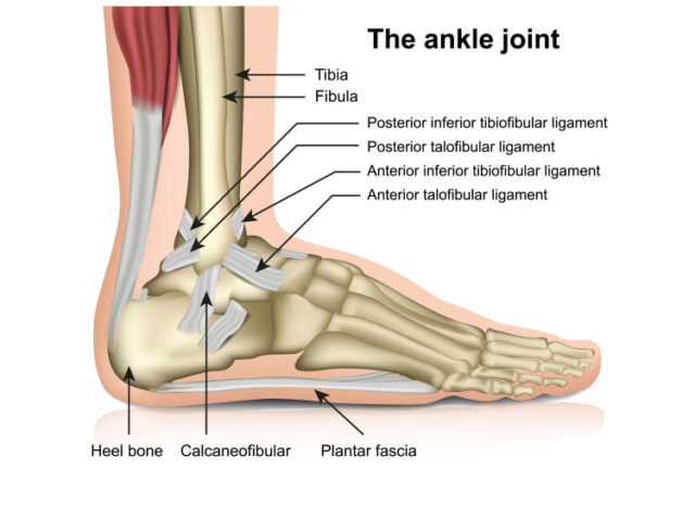Ankle Joint Anatomy
